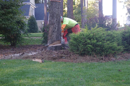 Tree Removal Cost in Chattanooga TN