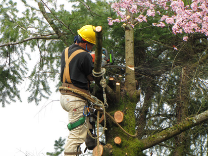 Tree Trimming vs Tree Removal Chattanooga