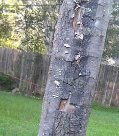 Diseased tree with bark cracking and peeling