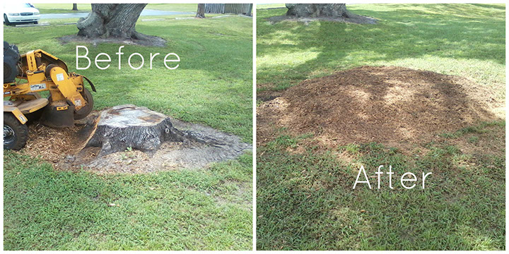 Before & After Stump Grinding Chattanooga