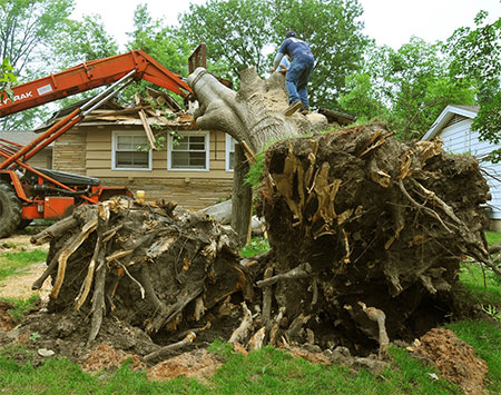 Stump Removal in Chattanooga