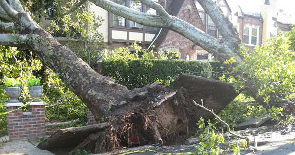 Tree Damage Chattanooga