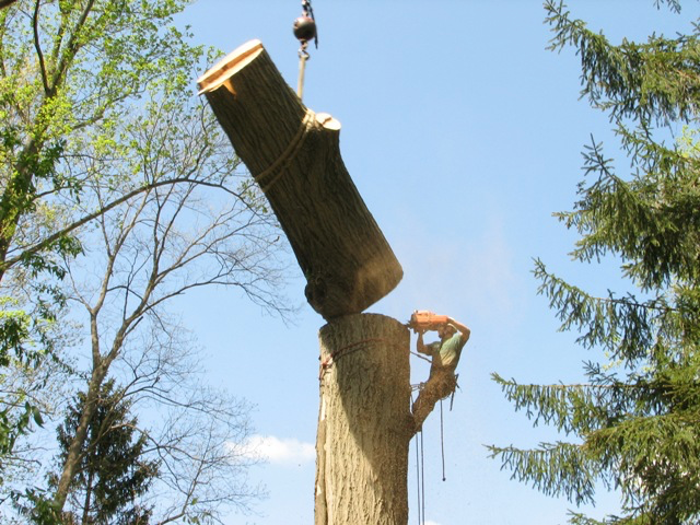 Tree trunk removal Chattanooga